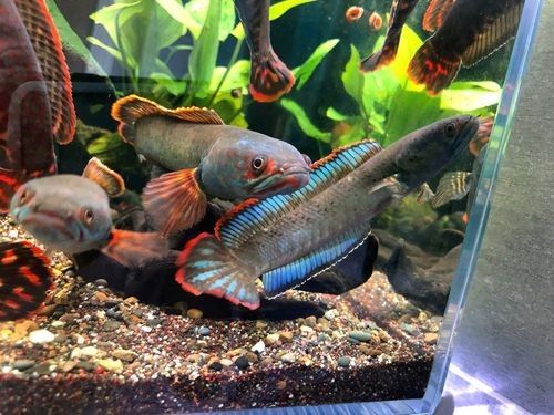 雷龍魚能和黑魚混養(yǎng)嗎圖片
