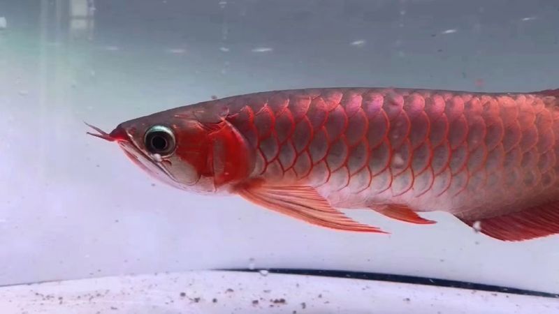 超血紅龍魚最不值錢的顏色 超血紅龍魚最不值錢的顏色 龍魚百科 第5張