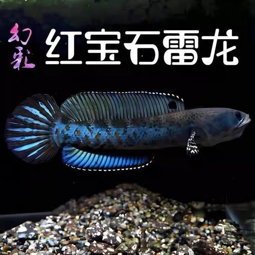雷龍魚推薦 雷龍魚推薦 龍魚百科 第2張