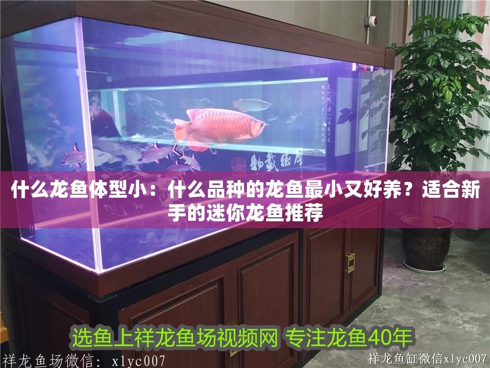 什么龍魚體型小：什么品種的龍魚最小又好養(yǎng)？適合新手的迷你龍魚推薦