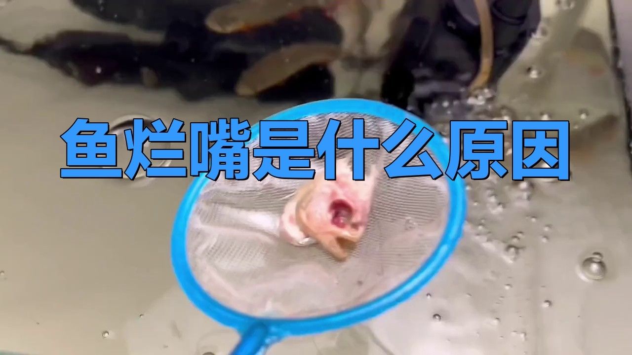 龍魚爛嘴病有哪些常見原因？