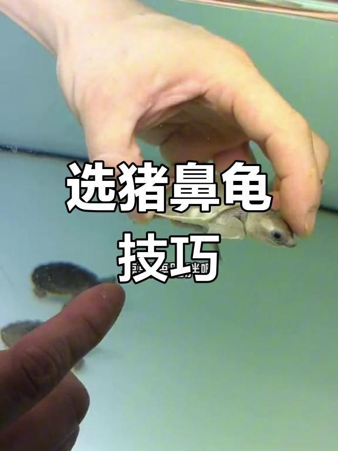買(mǎi)豬鼻龜?shù)?0大忠告