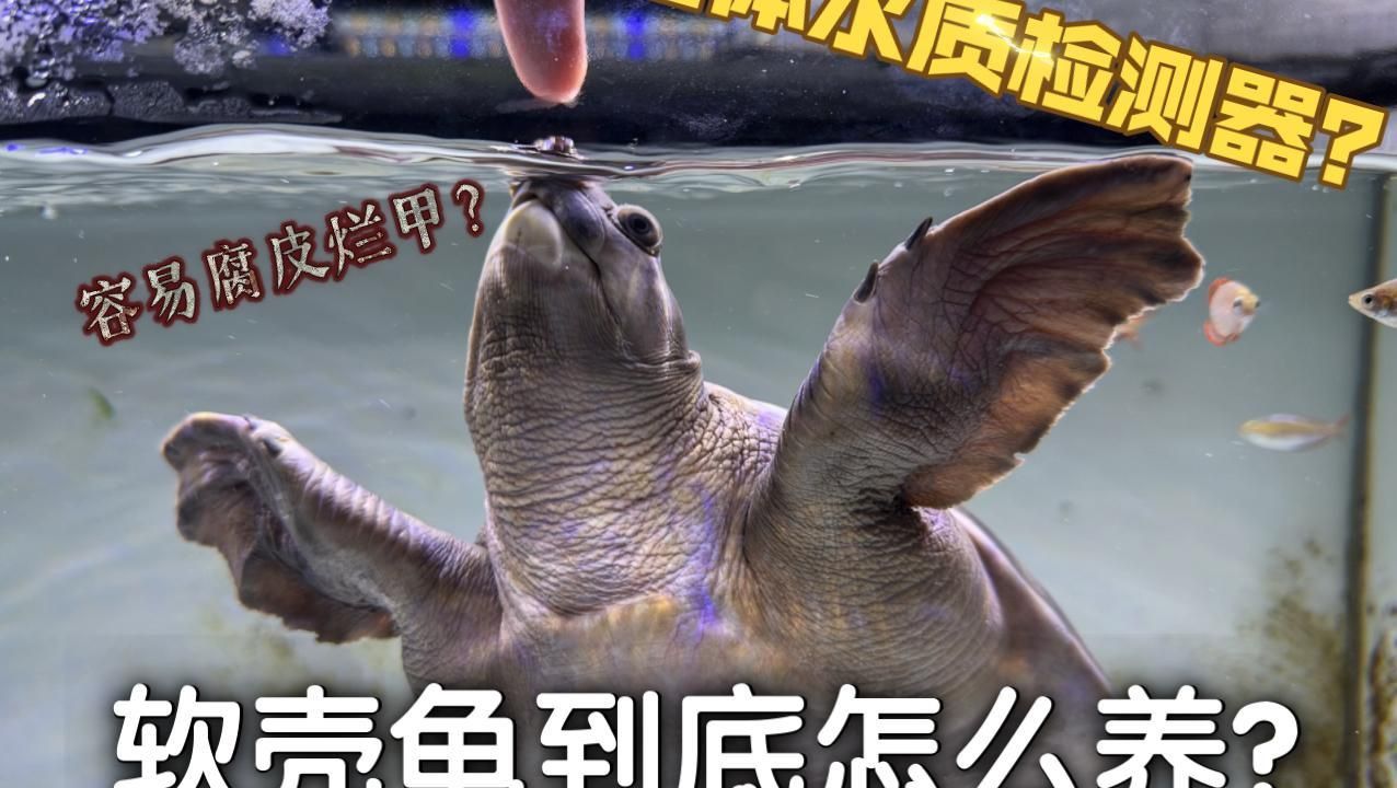 買(mǎi)豬鼻龜?shù)?0大忠告