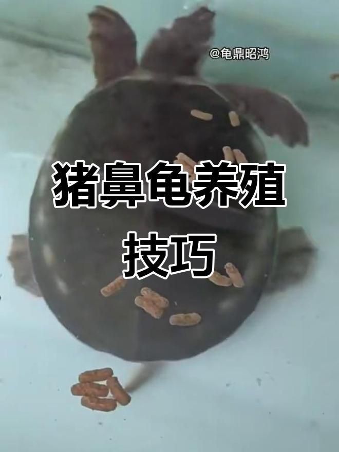 買(mǎi)豬鼻龜?shù)?0大忠告