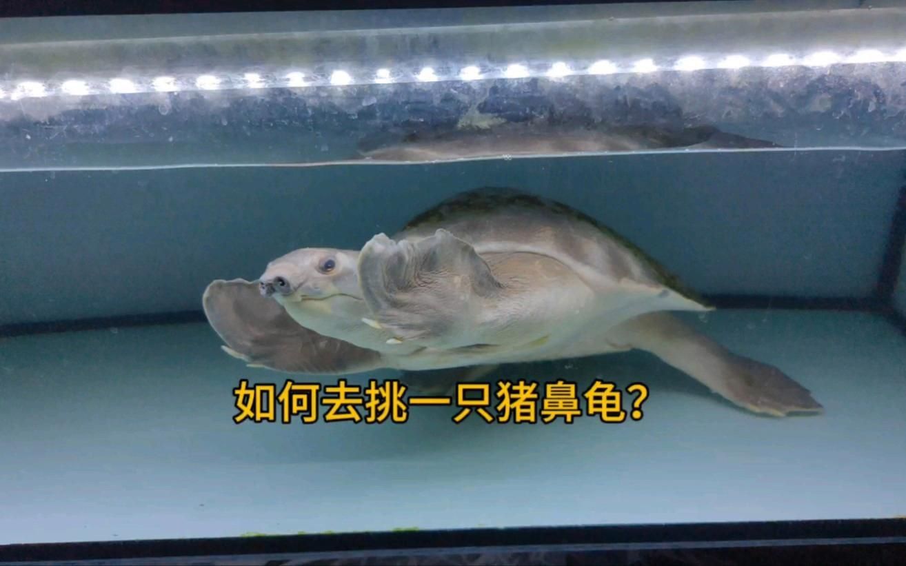 買(mǎi)豬鼻龜?shù)?0大忠告