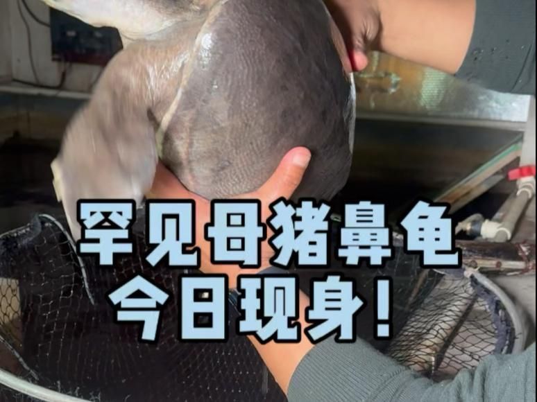 買(mǎi)豬鼻龜?shù)?0大忠告