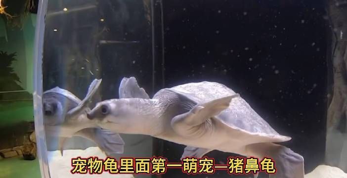 買(mǎi)豬鼻龜?shù)?0大忠告