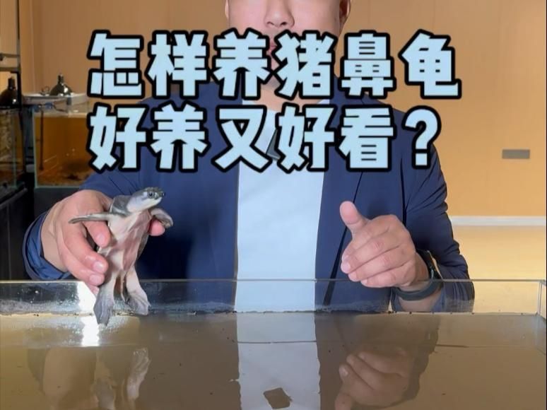 買(mǎi)豬鼻龜?shù)?0大忠告