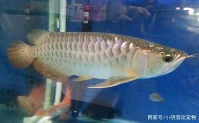白金龍魚怎么養活的（白金龍魚好養嗎，怎么養）