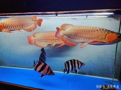 紅龍魚混養最佳搭配圖：紅龍魚的混養搭配