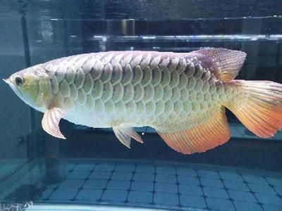 龍魚的顏色種類（龍魚的顏色種類有哪些）