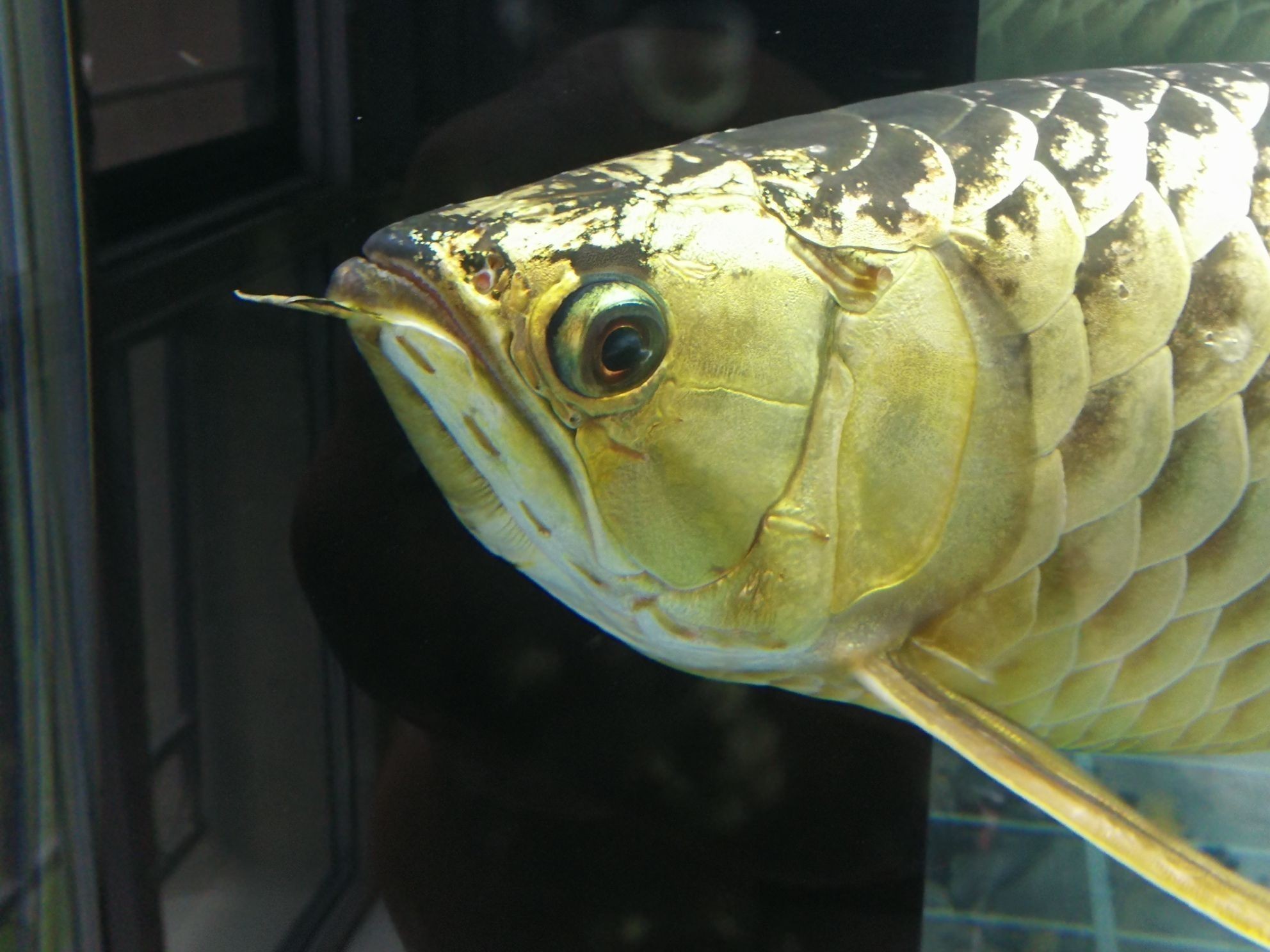 龍魚蒙眼治療可以在眼睛上注射藥水嗎：如何治療龍魚蒙眼