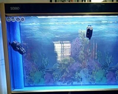 龍魚缸里養什么清潔工最好看：魚缸中的十大清潔工