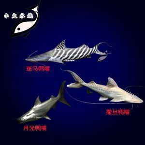 馬來西亞龍魚市場趨勢：馬來西亞龍魚市場具有一定的規模