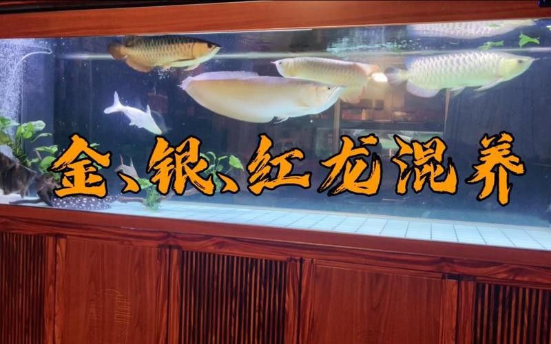 紅龍魚和金龍魚能混養嗎圖片 紅龍魚和金龍魚能混養嗎圖片 龍魚百科 第14張
