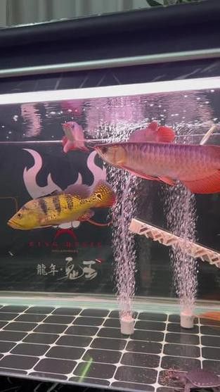 紅龍魚和金龍魚能混養嗎圖片 紅龍魚和金龍魚能混養嗎圖片 龍魚百科 第20張