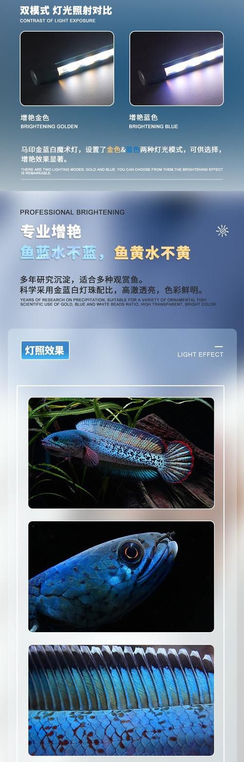 藍底金龍魚用什么顏色燈好看些