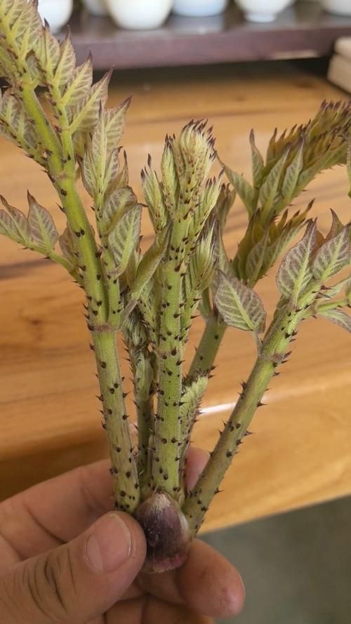 老虎刺的圖片