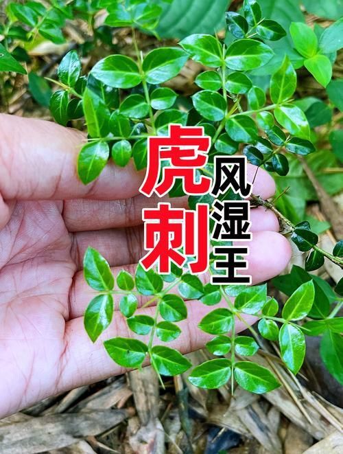 老虎刺的圖片