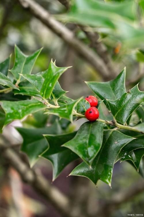 老虎刺的圖片