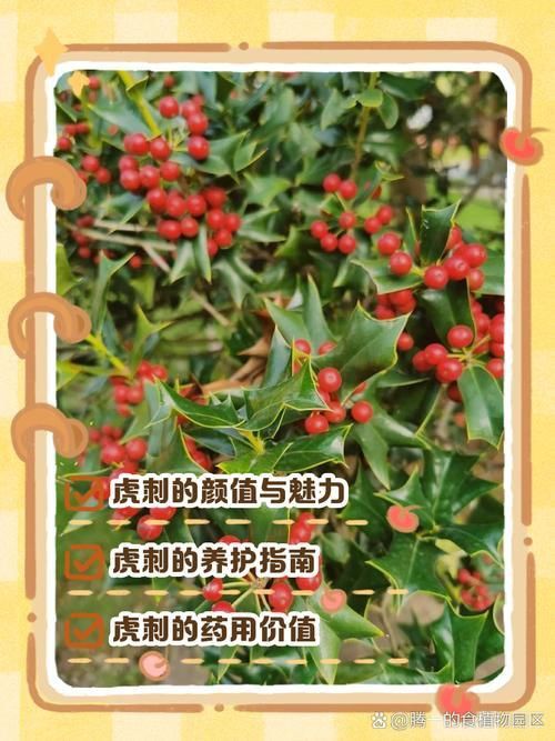 老虎刺的圖片