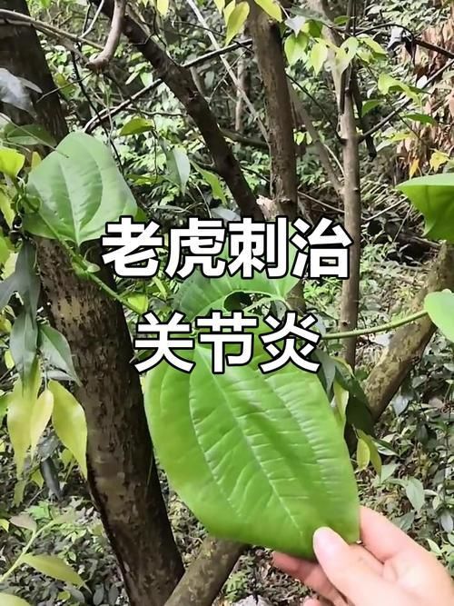 老虎刺的圖片