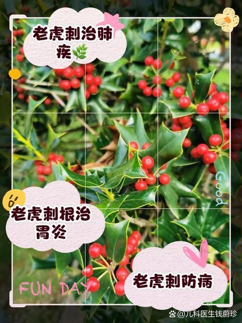 老虎刺的圖片