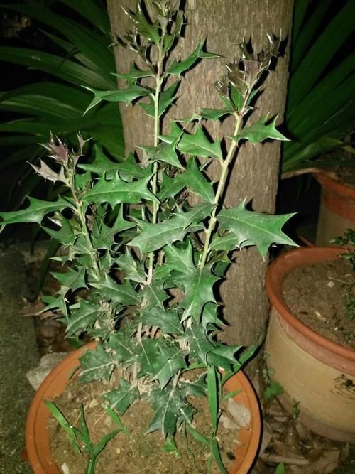老虎刺的圖片