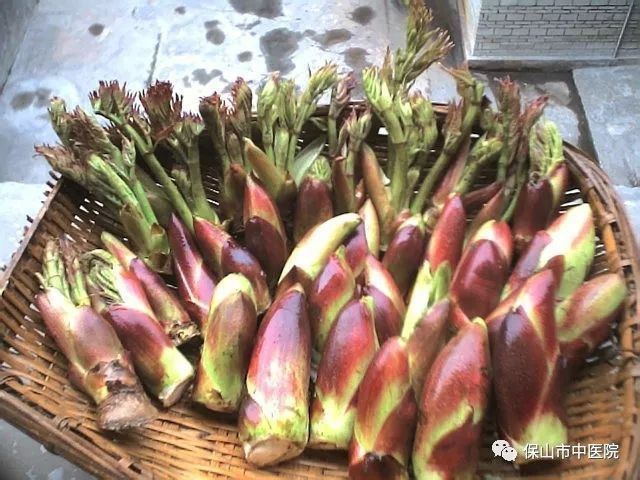 老虎刺的圖片