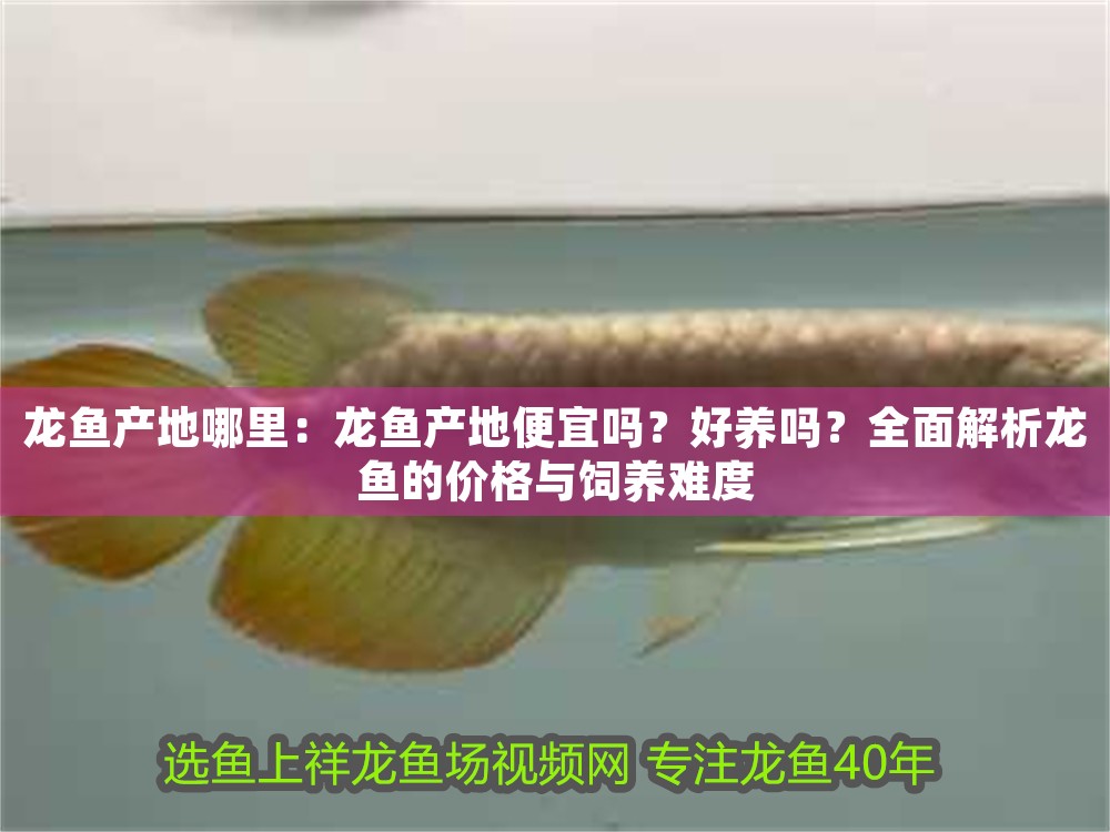 龍魚產(chǎn)地哪里：龍魚產(chǎn)地便宜嗎？好養(yǎng)嗎？全面解析龍魚的價(jià)格與飼養(yǎng)難度
