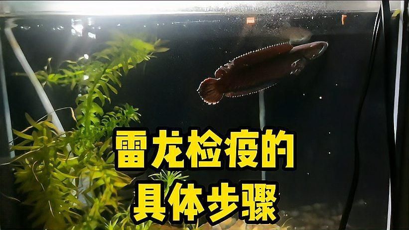 如何判斷彩虹雷龍魚是否健康？