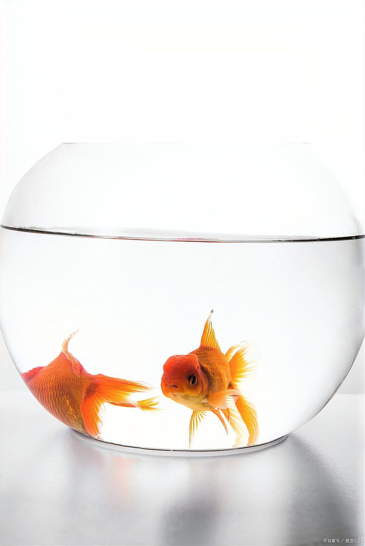 如何調節龍魚缸水泵的功率？