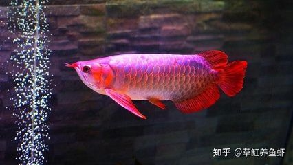 龍魚膚霉病的概述（如何預(yù)防龍魚膚霉病）