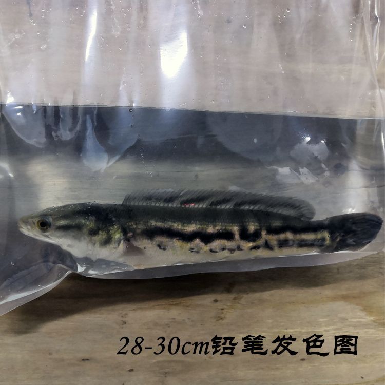 雷龍魚繁殖后飼料選擇指南：如何判斷雷龍魚飼料質量，雷龍魚飼料保存技巧分享