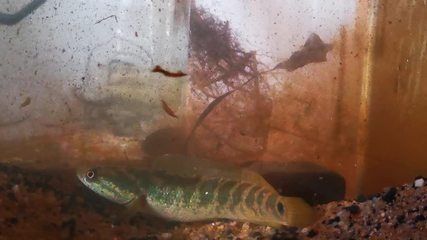 雷龍魚繁殖后飼料選擇指南：如何判斷雷龍魚飼料質量，雷龍魚飼料保存技巧分享