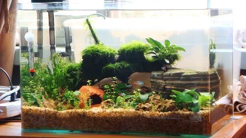 紅龍魚在哪里買便宜（農貿市場紅龍魚促銷信息查詢農貿市場紅龍魚選購技巧）