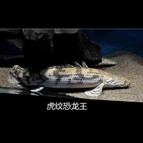 大花恐龍魚還是虎紋恐龍好養(yǎng)