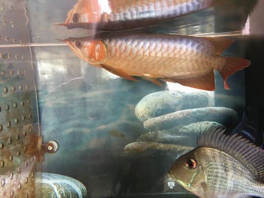 紅龍魚翹頭扇尾的好還是火燕尾好：紅龍魚翹頭和平頭的區(qū)別，紅龍魚翹頭扇尾的好還是火燕尾好