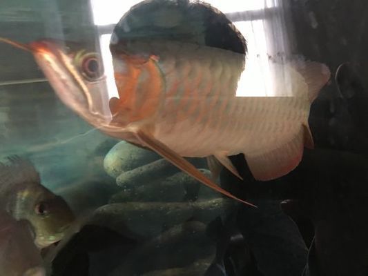 紅龍魚翹頭扇尾的好還是火燕尾好：紅龍魚翹頭和平頭的區(qū)別，紅龍魚翹頭扇尾的好還是火燕尾好