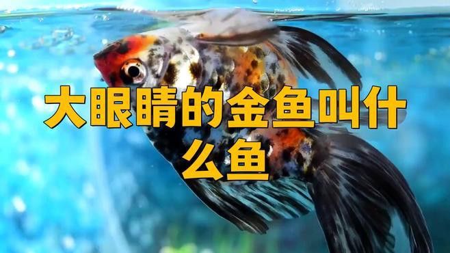 如何區(qū)分龍睛魚(yú)的品種？