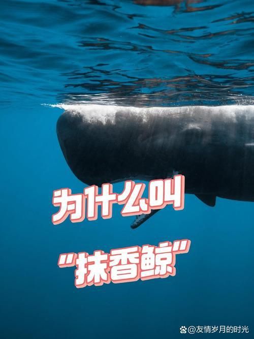 鯨魚嘴巴圖片