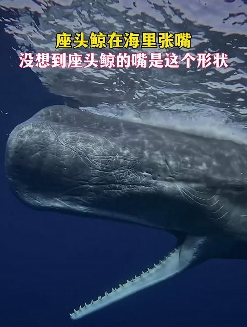 鯨魚嘴巴圖片