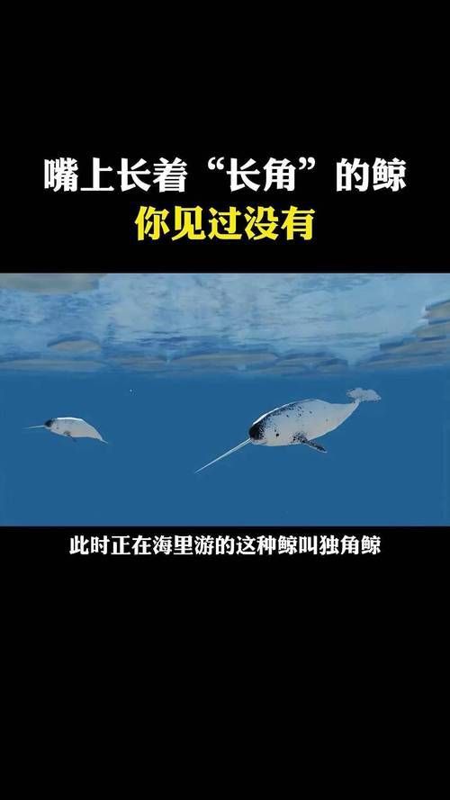 鯨魚嘴巴圖片