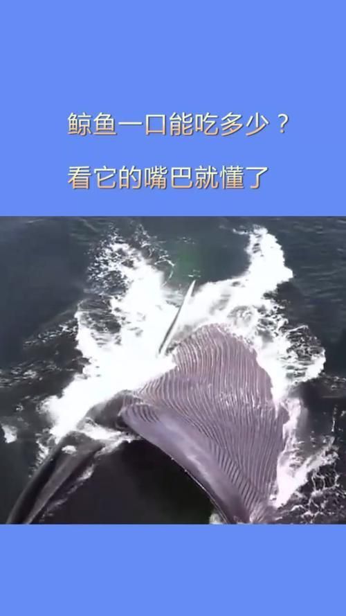 鯨魚嘴巴圖片