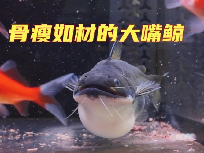 鯨魚嘴巴圖片
