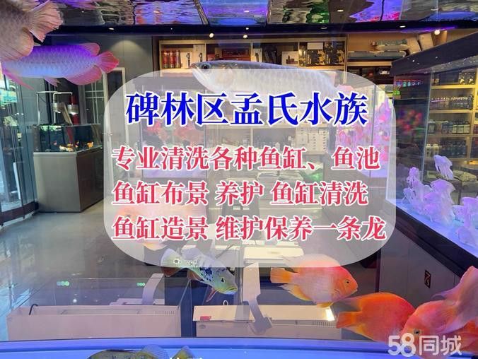 西安魚缸定做祥龍魚場電話 西安魚缸定做祥龍魚場電話 龍魚百科 第3張