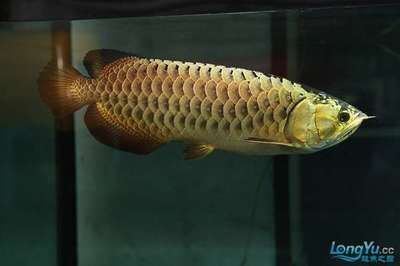 龍魚最多能活幾年，龍魚最長壽命可以達到多少年？