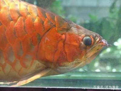 防止龍魚掉眼的小方法（如何防止龍魚掉眼） 防止龍魚掉眼的小方法（如何防止龍魚掉眼） 龍魚百科 第3張