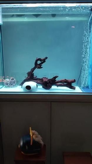 龍魚沉木造景圖片