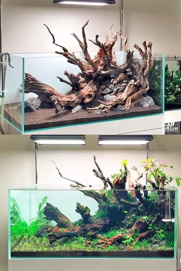 龍魚沉木造景圖片